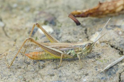 Euchorthippus declivus